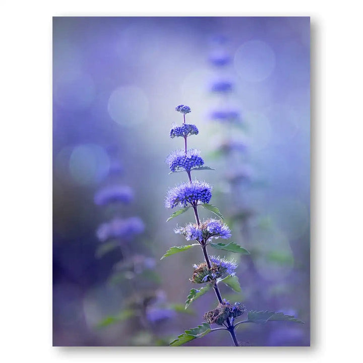 Serene Lavender Fields Photo Print