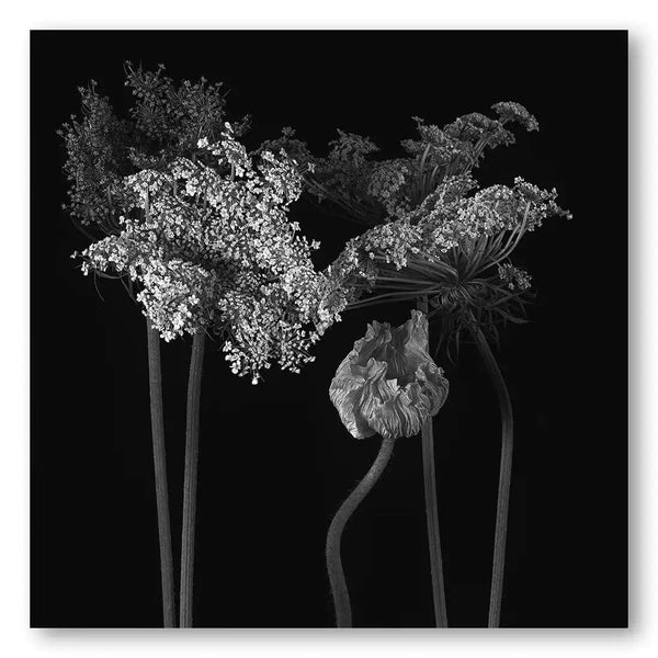 Contrast in Bloom Photography Print