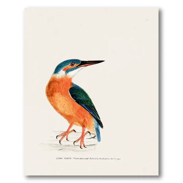 Kingfisher Vintage Bird Print