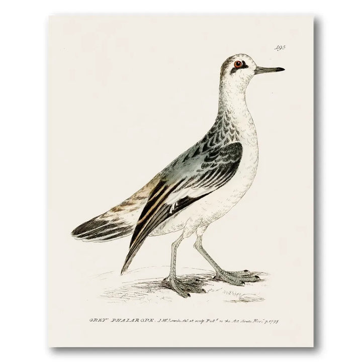 Grey Phalarope Vintage Bird Print