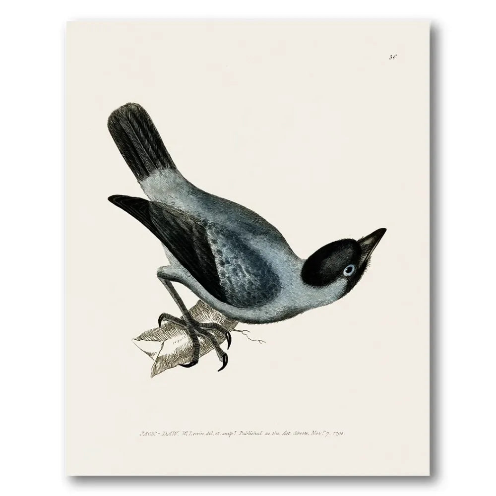 Jackdaw Vintage Bird Print