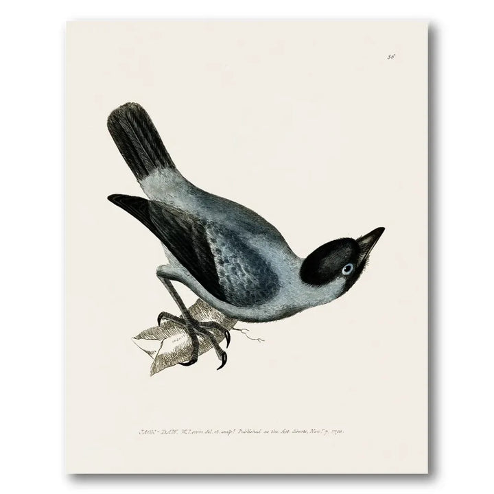 Jackdaw Vintage Bird Print