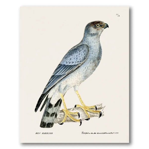 Hen Harrier Vintage Bird Print