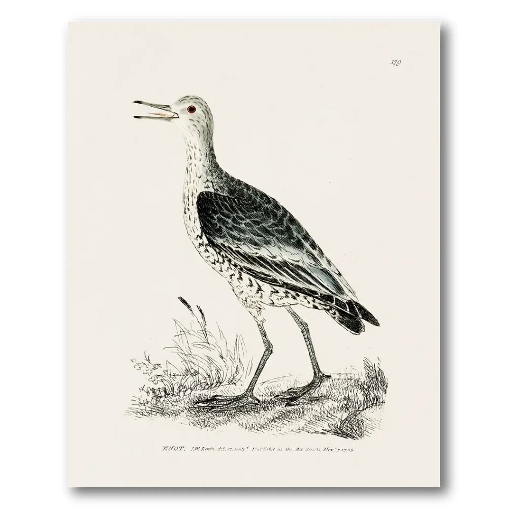 Knot Vintage Bird Print