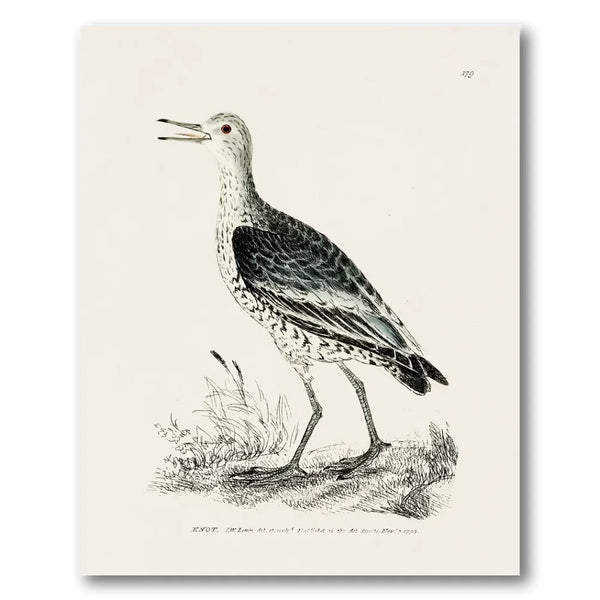 Knot Vintage Bird Print