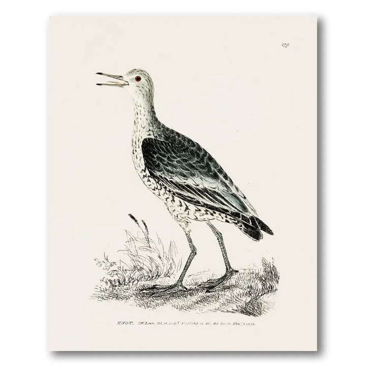 Knot Vintage Bird Print