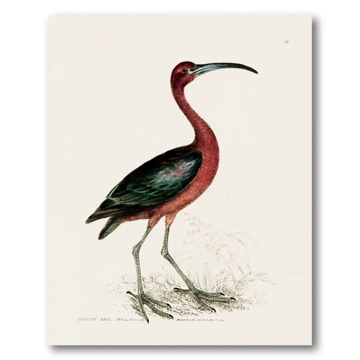 Glossy Ibis Vintage Bird Print