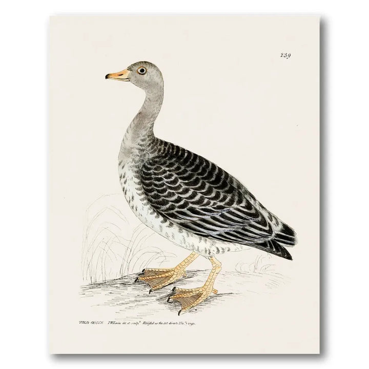 Wild Goose Vintage Bird Print