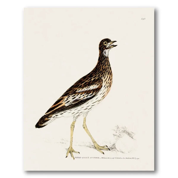 Thick-Kneed Bustard Vintage Bird Print