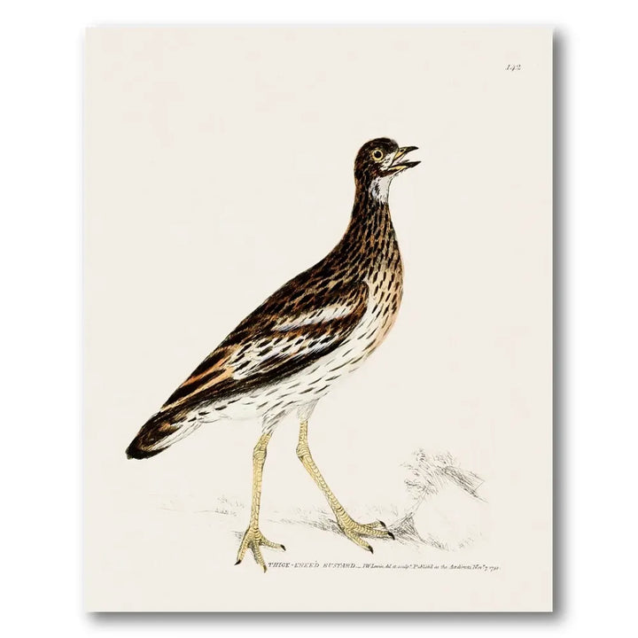 Thick-Kneed Bustard Vintage Bird Print