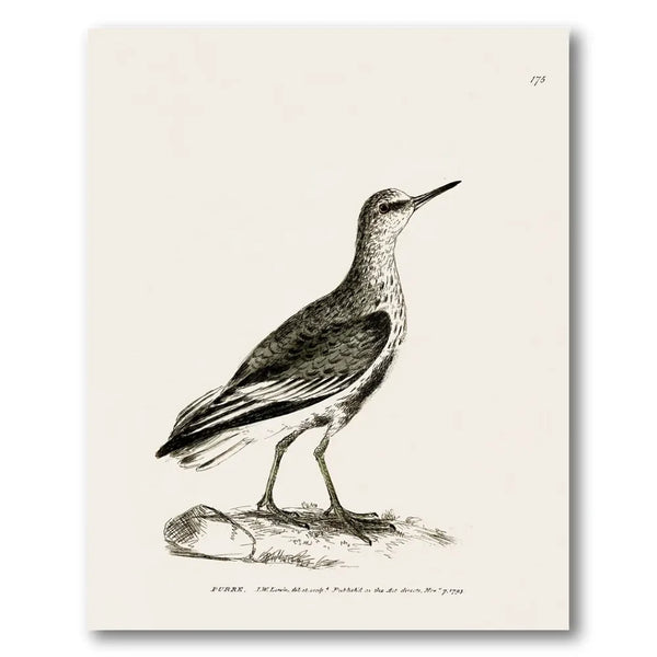 Purre Vintage Bird Print
