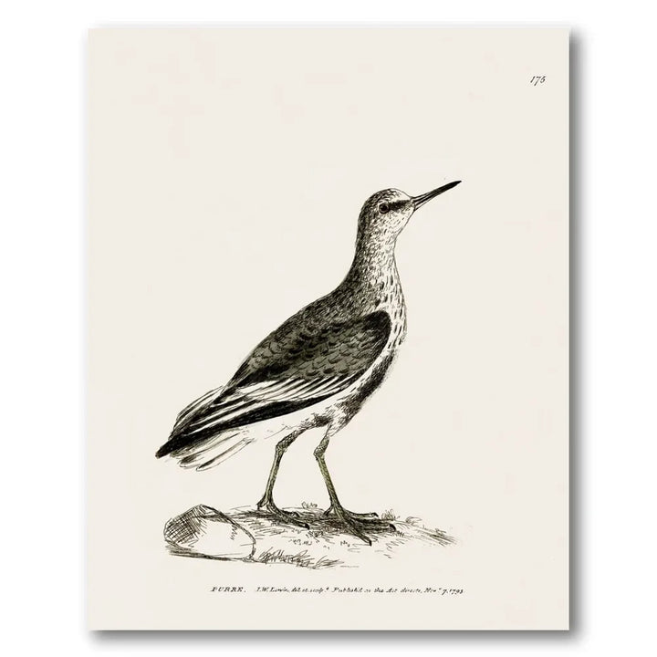 Purre Vintage Bird Print