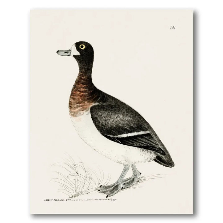 Scaup Female Vintage Bird Print