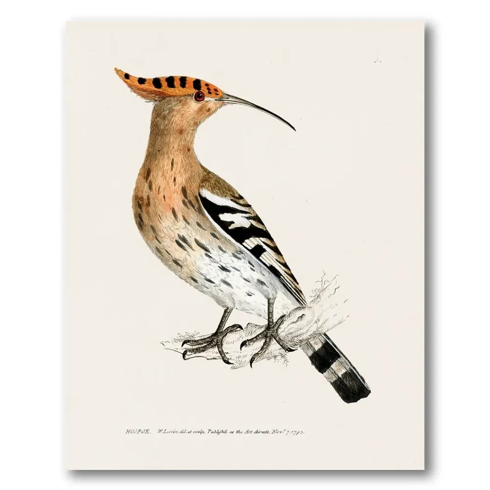 Hoopoe Vintage Bird Print