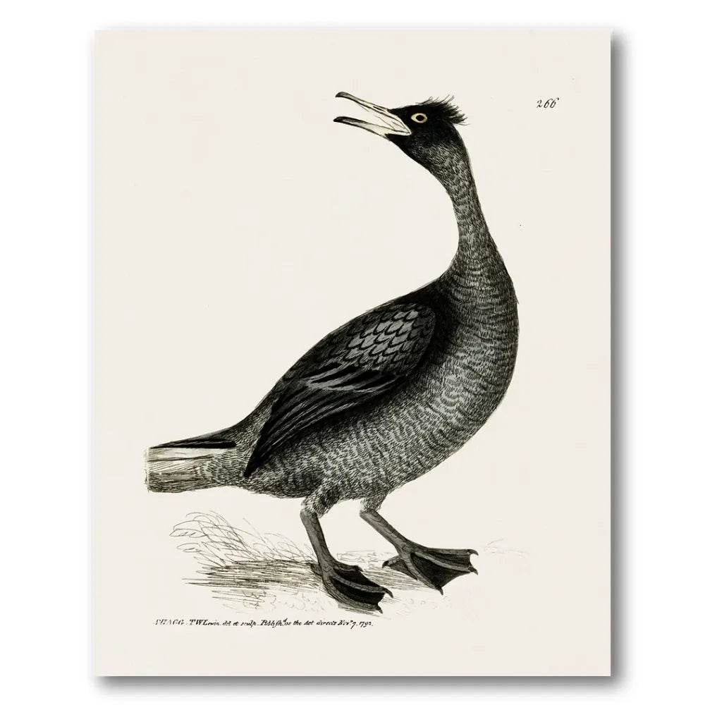 Shag Vintage Bird Print