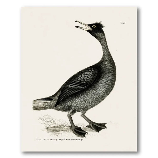 Shag Vintage Bird Print