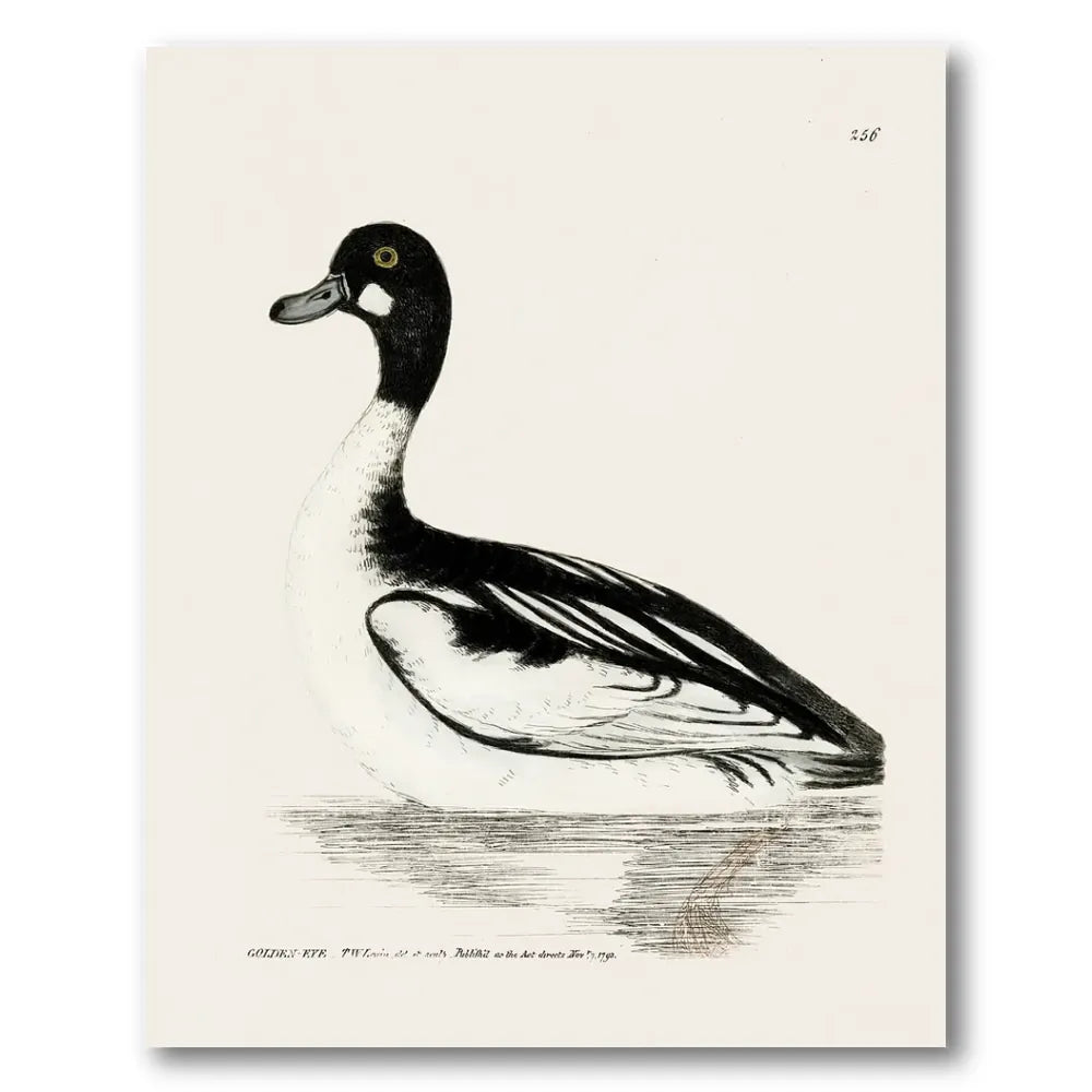 Goldeneye Vintage Bird Print