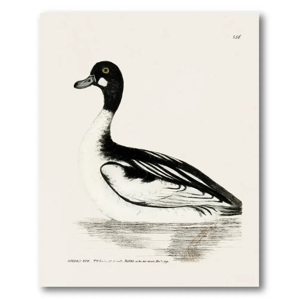 Goldeneye Vintage Bird Print