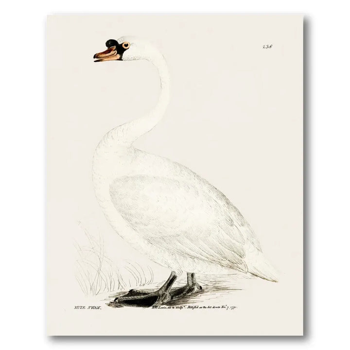 Mute Swan Vintage Bird Print