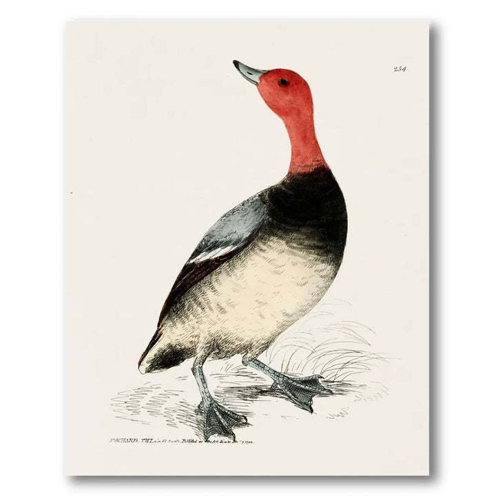 Pochard Vintage Bird Print