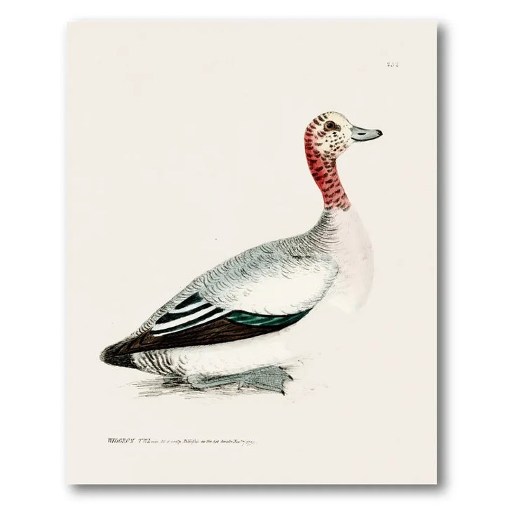 Wigeon Vintage Bird Print