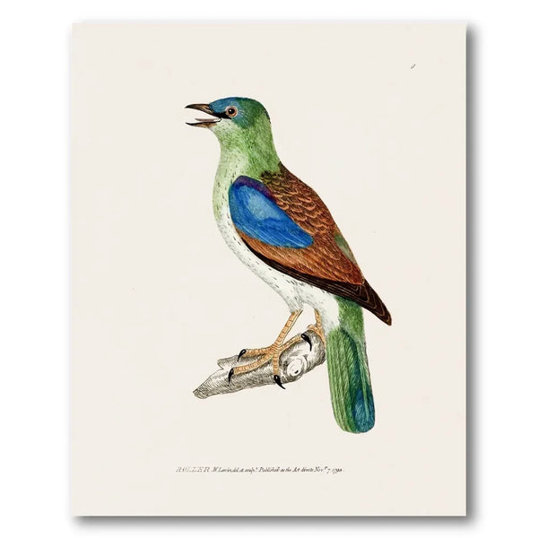 Roller Vintage Bird Print