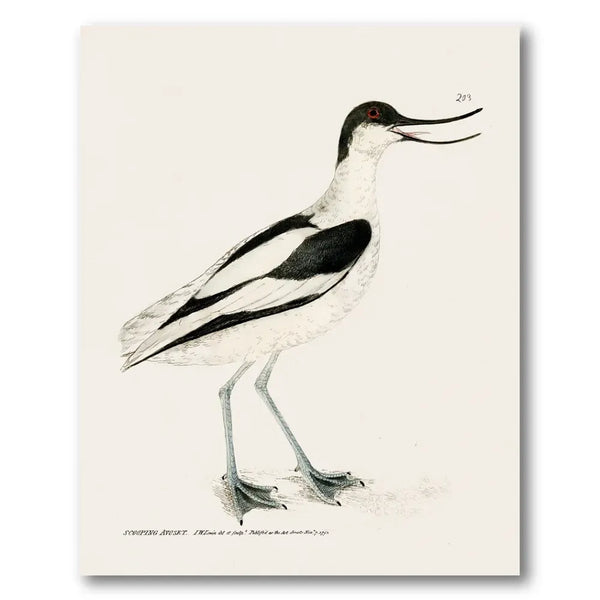 Avocet Vintage Bird Print