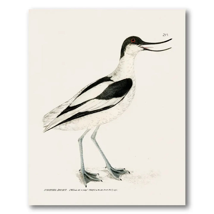 Avocet Vintage Bird Print