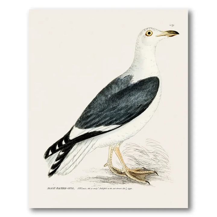 Black-Backed Gull Vintage Bird Print