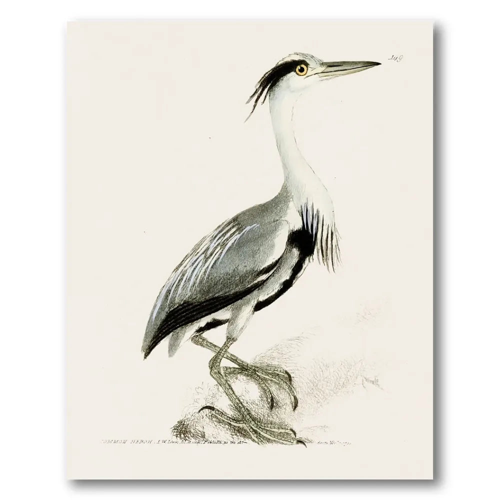 Common Heron Vintage Bird Print