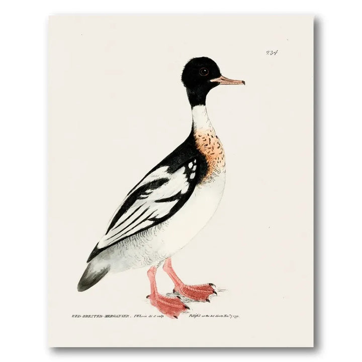 Red-Breasted Merganser Vintage Bird Print