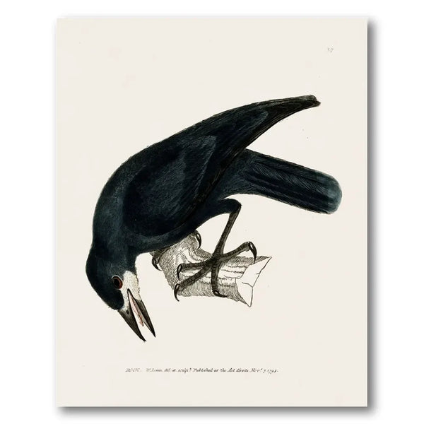 Rook Vintage Bird Print