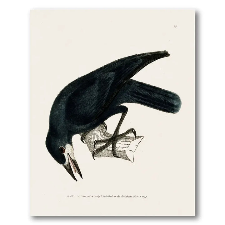 Rook Vintage Bird Print
