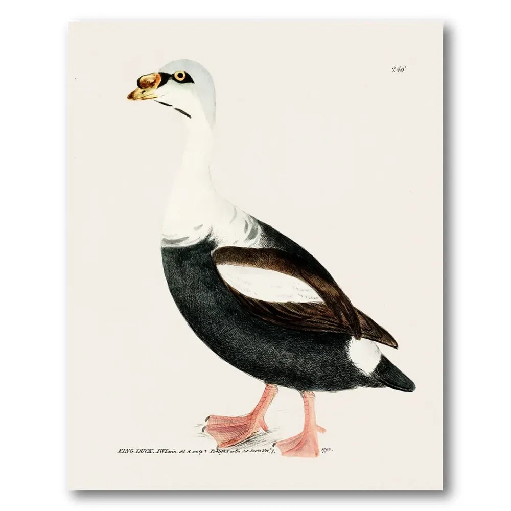King Duck Vintage Bird Print