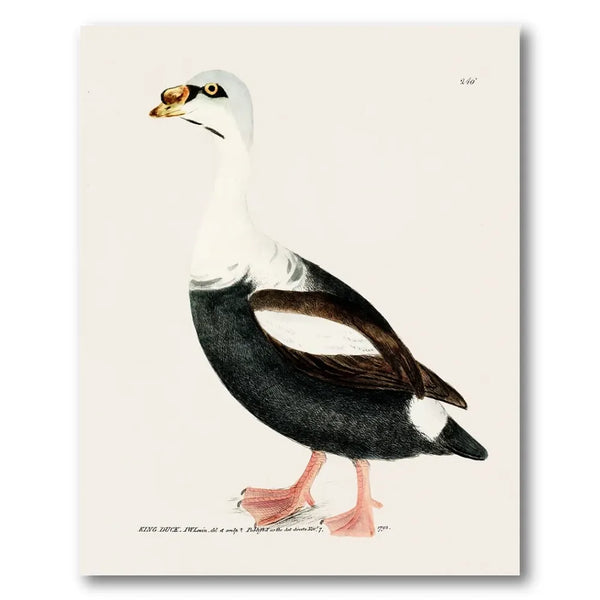 King Duck Vintage Bird Print