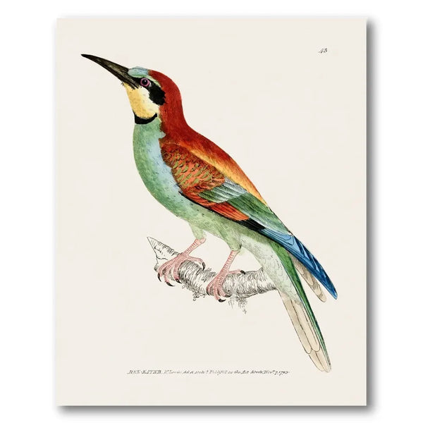 Bee-Eater Vintage Bird Print