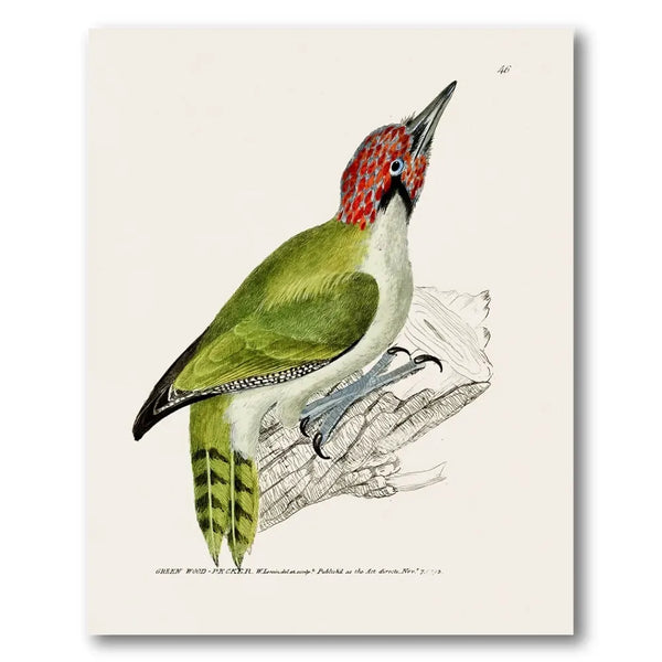 Green Woodpecker Vintage Bird Print