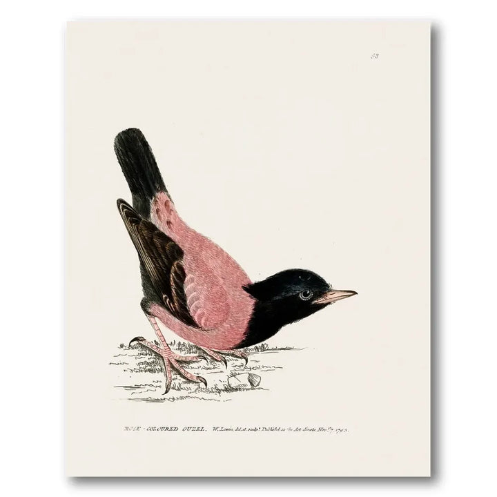 Rose-Coloured Ouzel Vintage Bird Print