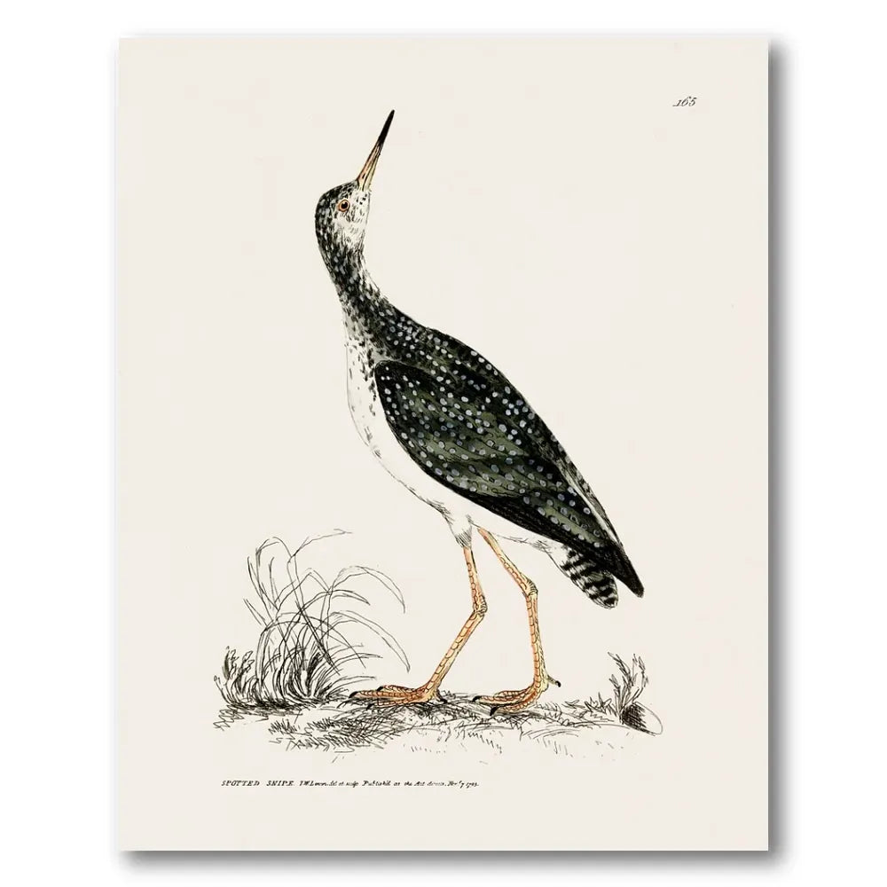 Spotted Snipe Vintage Bird Print