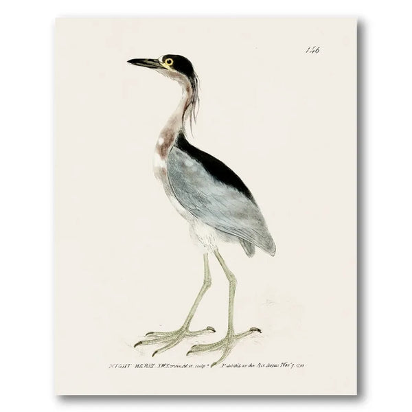 Night Heron Vintage Bird Print