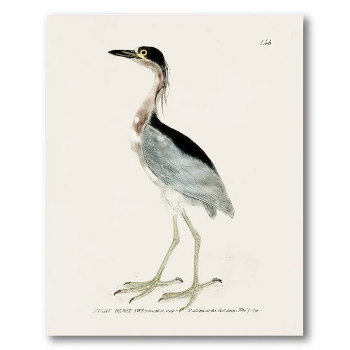 Night Heron Vintage Bird Print