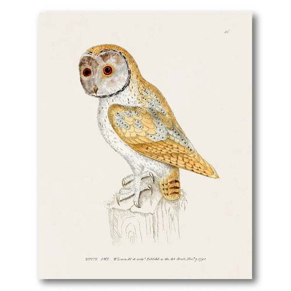 White Owl Vintage Bird Print