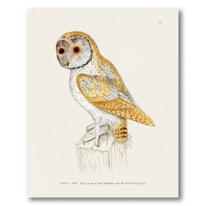 White Owl Vintage Bird Print