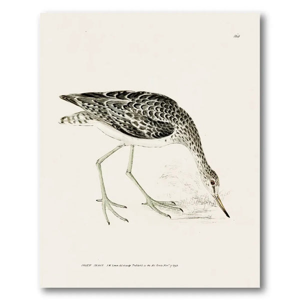 Greenshank Vintage Bird Print