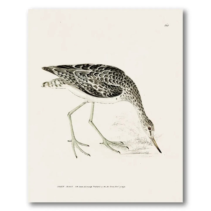 Greenshank Vintage Bird Print