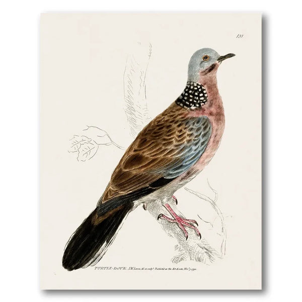 Turtle Dove Vintage Bird Print