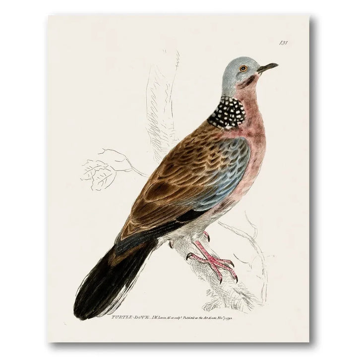 Turtle Dove Vintage Bird Print