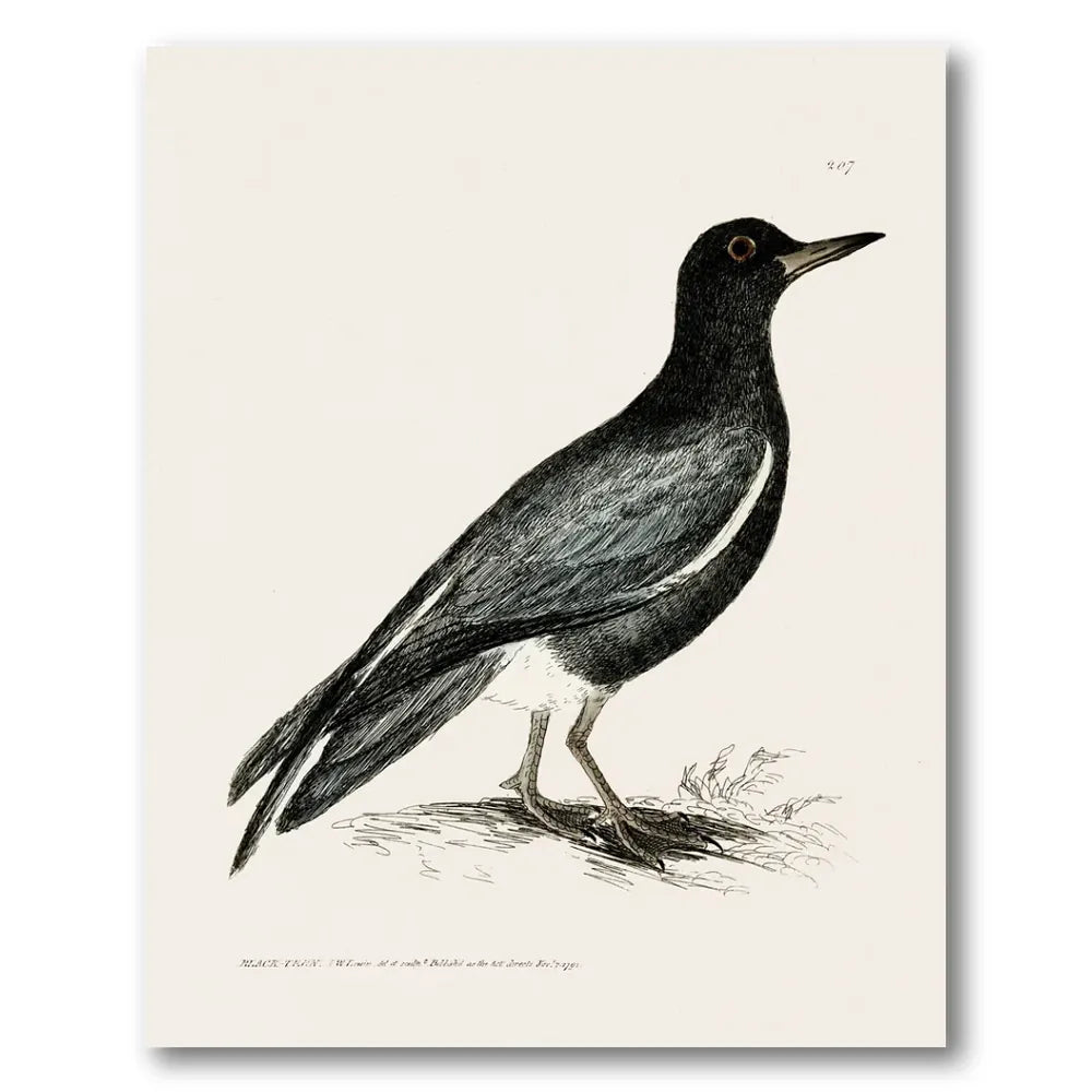 Black Tern Vintage Bird Print