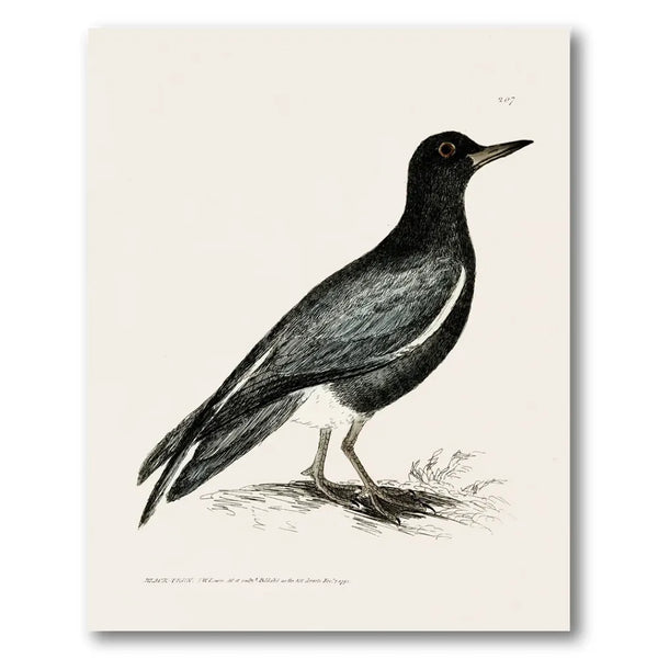 Black Tern Vintage Bird Print