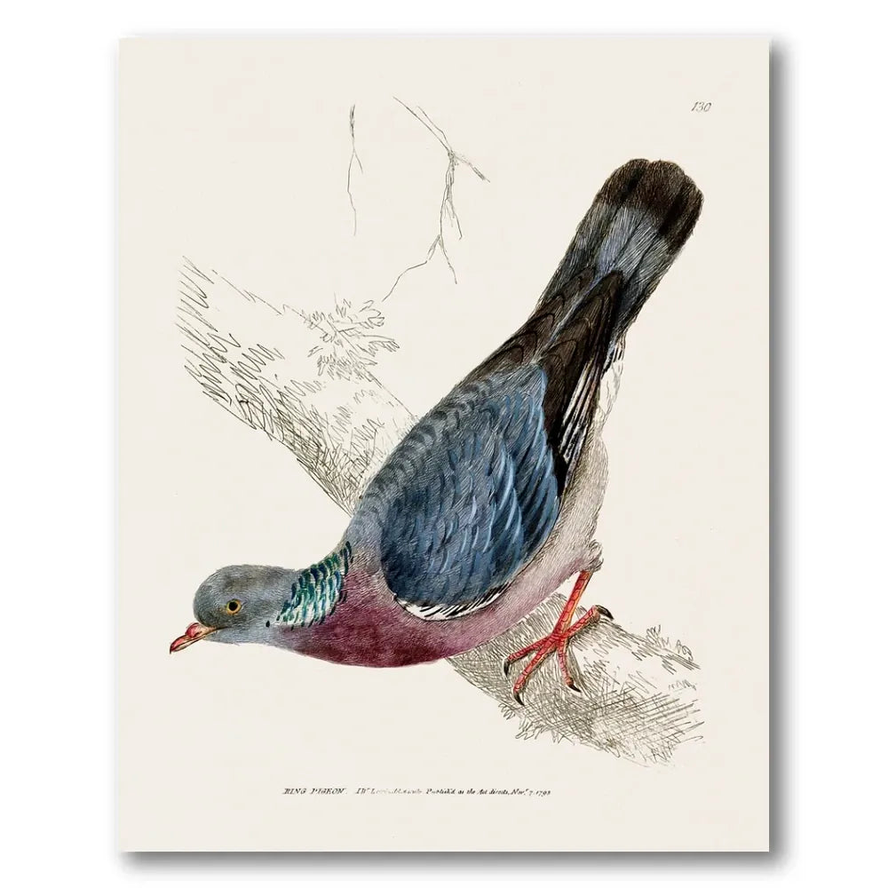 Ring Pigeon Vintage Bird Print